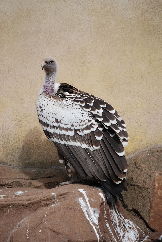 Bird plumage wildlife