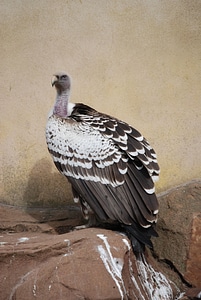 Bird plumage wildlife
