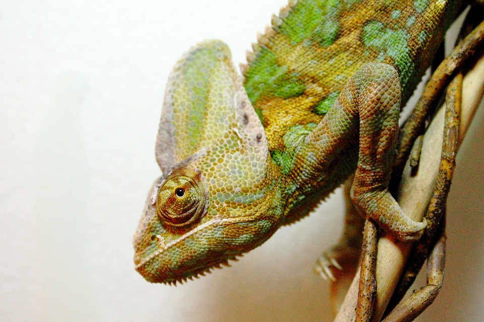 Reptile green close up photo