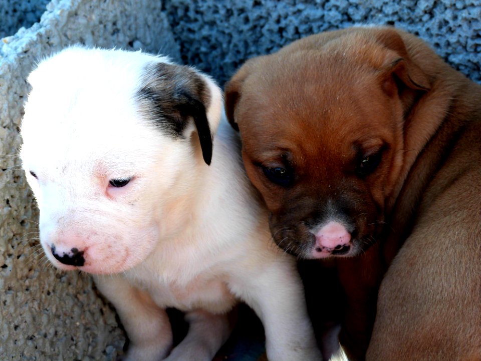 Takishi X Nina Puppies