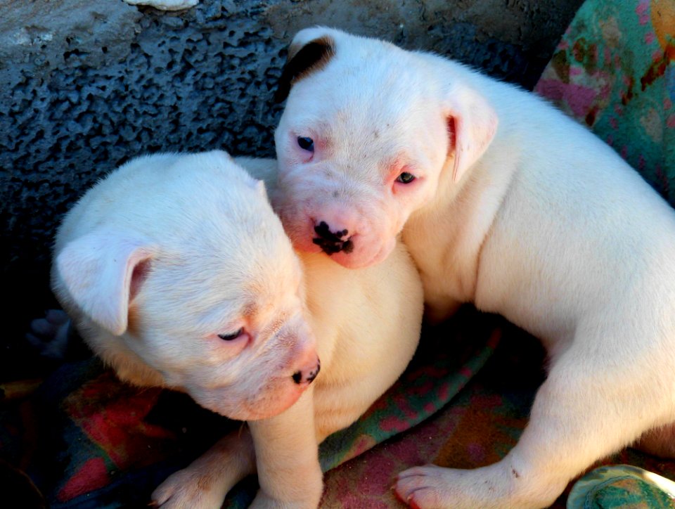 Takishi X Nina Puppies