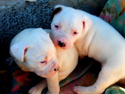 Takishi X Nina Puppies
