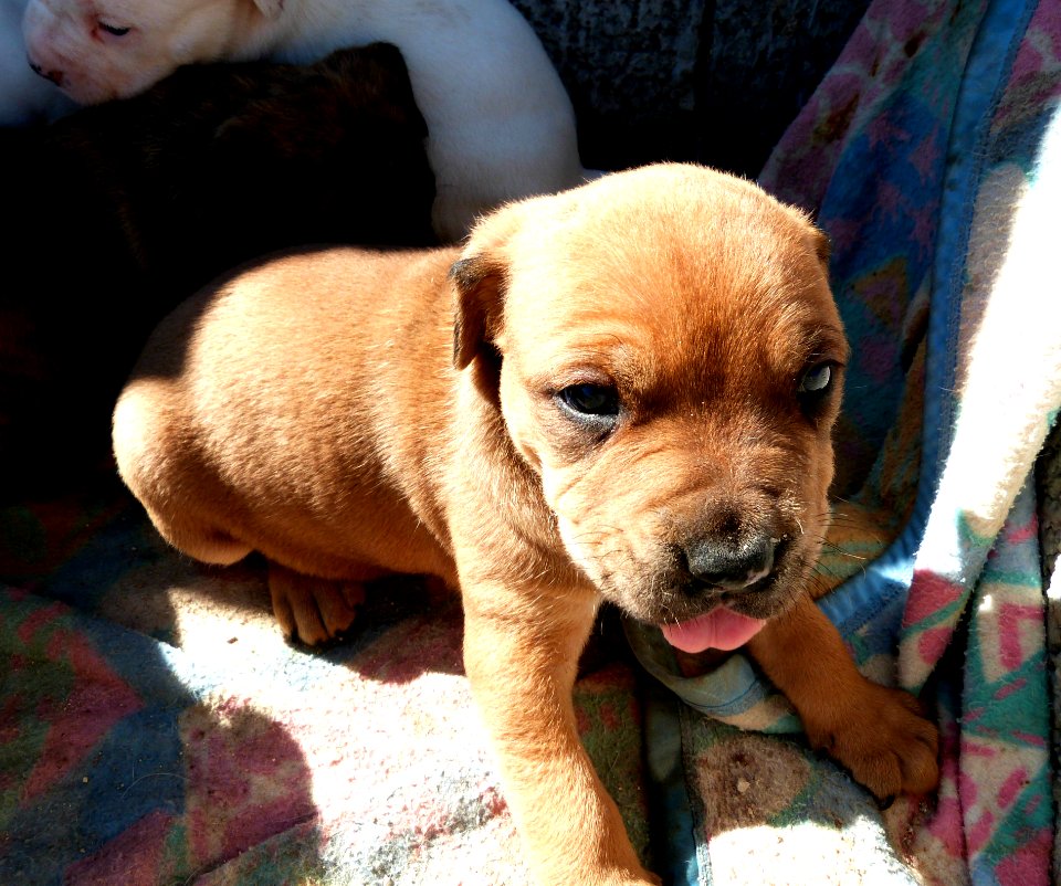 Takishi X Nina Puppies