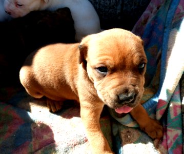 Takishi X Nina Puppies