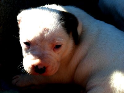 Takishi X Nina Puppies
