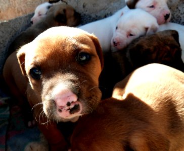 Takishi X Nina Puppies