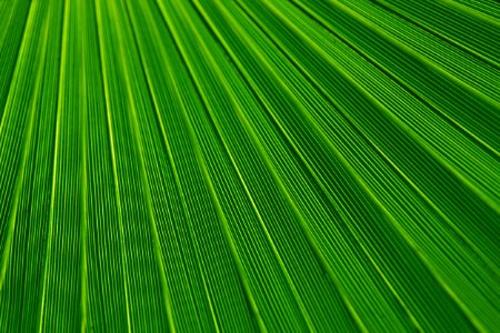 Green Leaf Texture