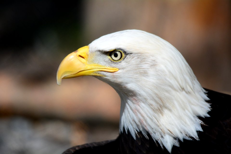 Bald Eagle In Macro Photography