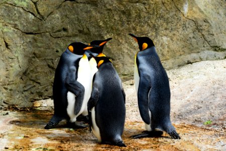 Group Of Penguins photo