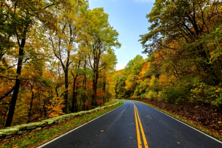 Road Through Fall Forest photo