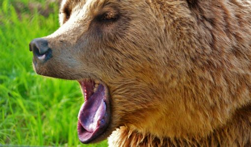 Brown Long Coated Animal Yawning