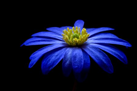 Blue Yellow Petaled Flower photo