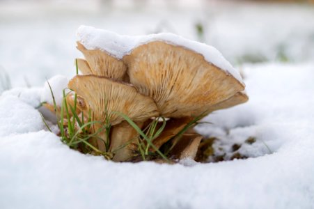 Brown Mushroom On Snow