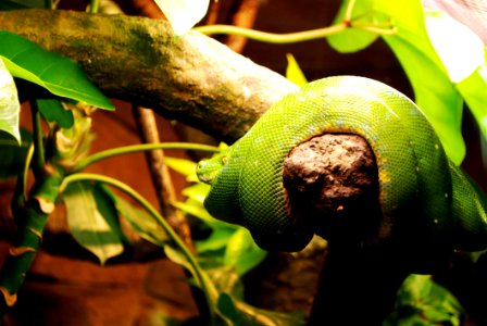 Green Snake On Wooden Branch photo