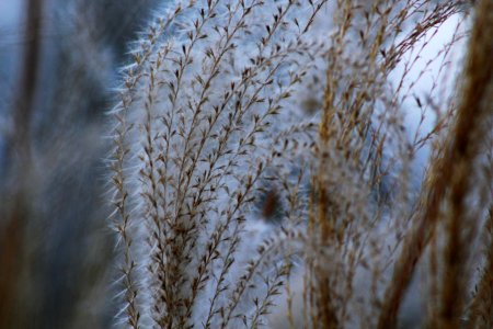 Grass Fronds
