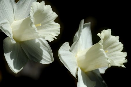 White Daffodils photo
