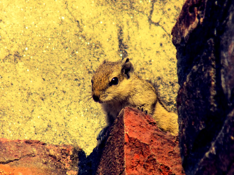 Close-up Of Squirrel