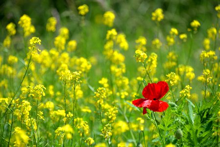 Red Poppy In Field Of Rapeseed photo