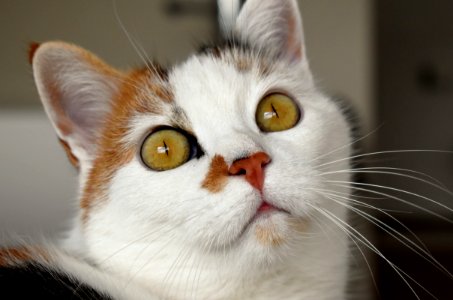 Portrait Of Domestic Cat photo