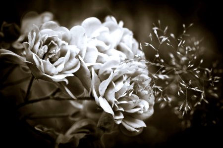 Grayscale Photography Of Flowers photo