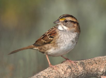 Brown Small Beak Bird photo