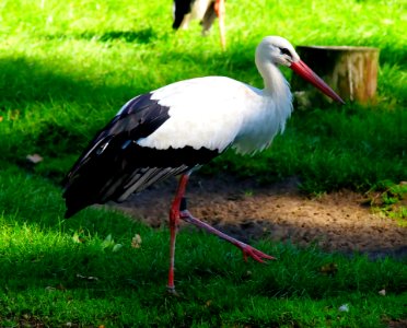 Stork On Grass photo