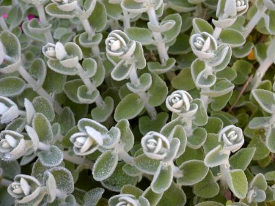 Fuzzy Plant