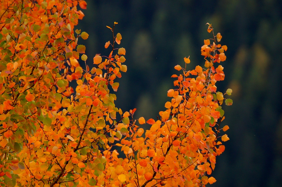 Autumn nature trees