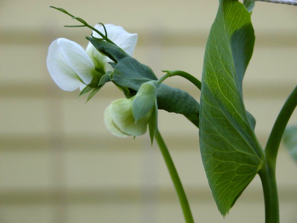 Flower Plant Petal Terrestrial Plant