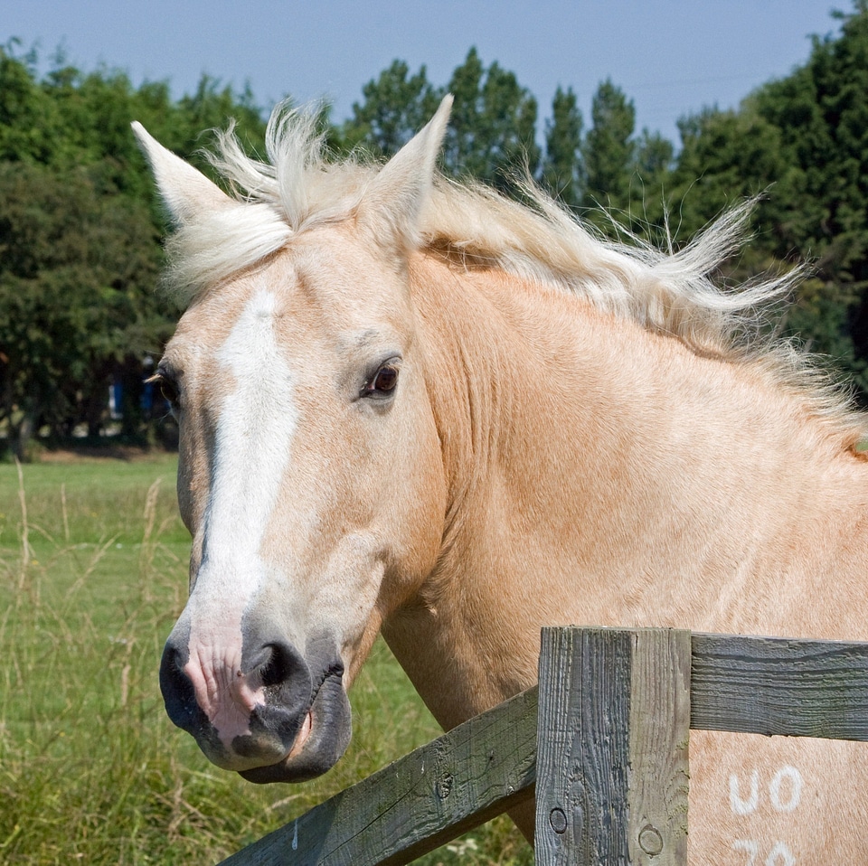 Head portrait close-up