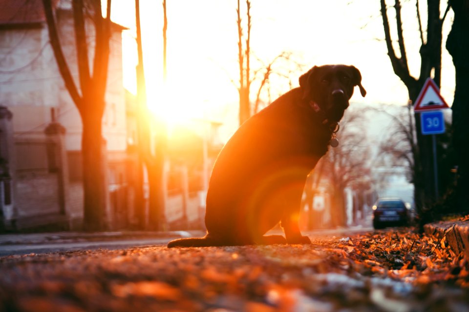 Dog By The Tree At Sunset