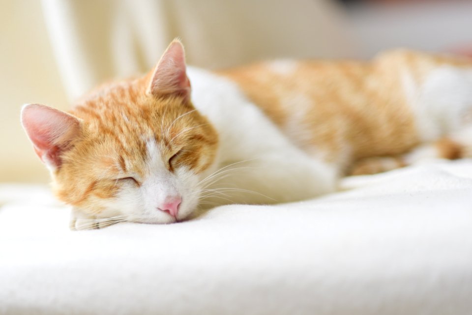 Close-up Of Ginger Cat Lying On Floor photo