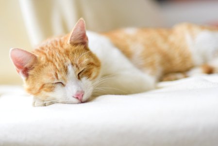 Close-up Of Ginger Cat Lying On Floor