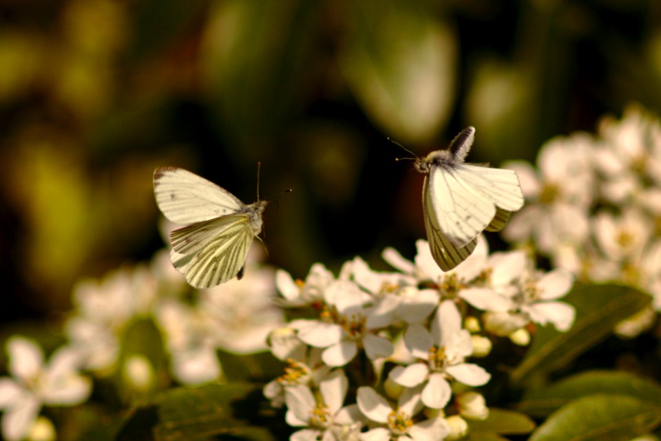 Butterflies In Flight