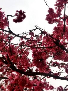 Colorful Tree