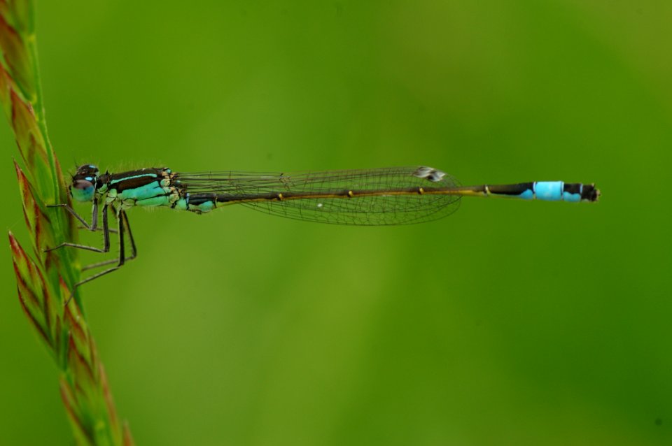 Macro Photography Of Blue And Brown Dragonfly