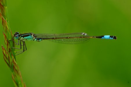 Macro Photography Of Blue And Brown Dragonfly photo