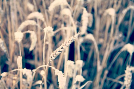 Close-up Of Wheat Field