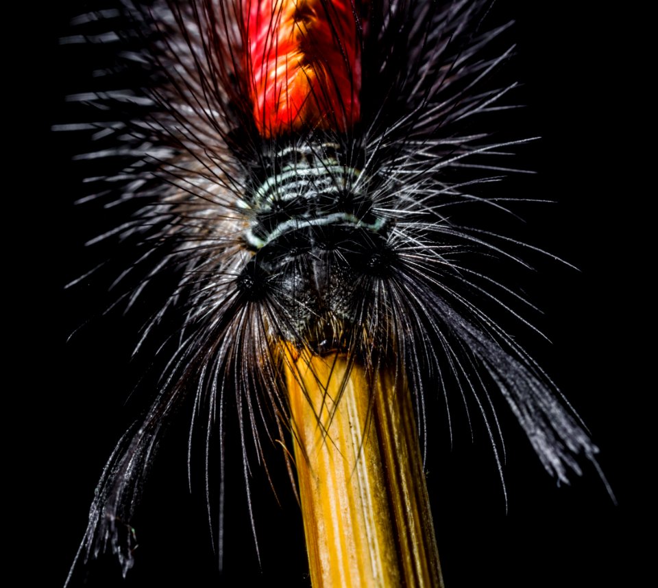 Red Yellow And Black Caterpillar photo