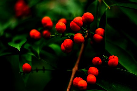 Close-up Of Berry On Tree photo