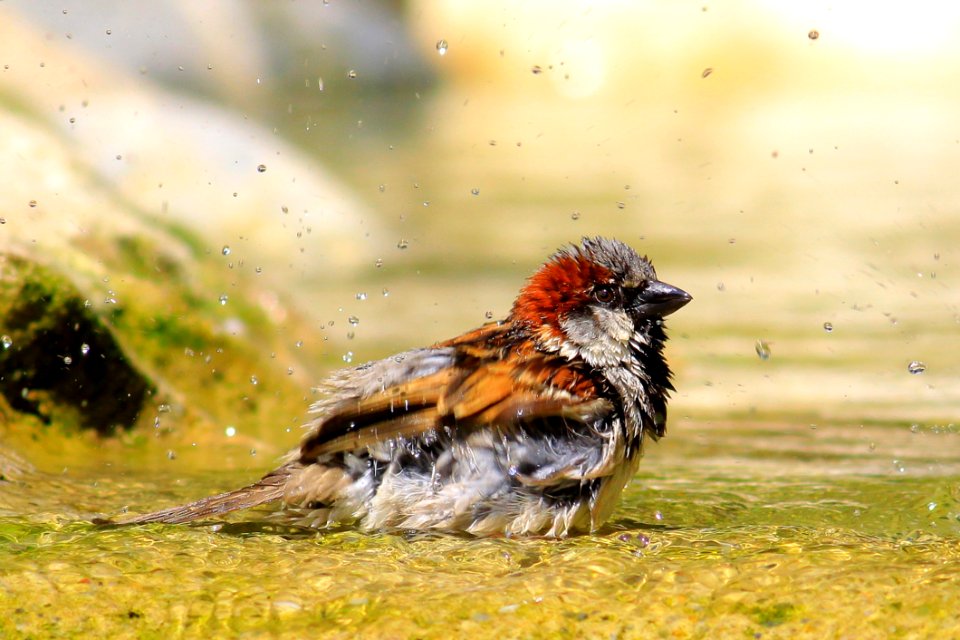 Small Bird In Water