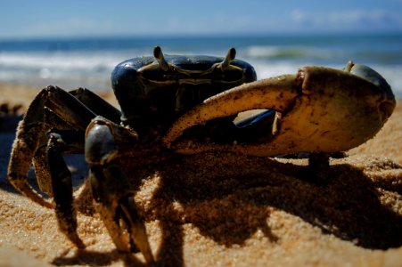 Crab On Beach photo