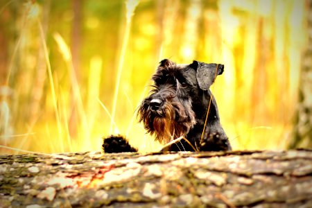 Outdoor Portrait Of Terrier Dog