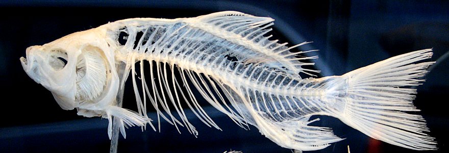 Fish Skeleton photo