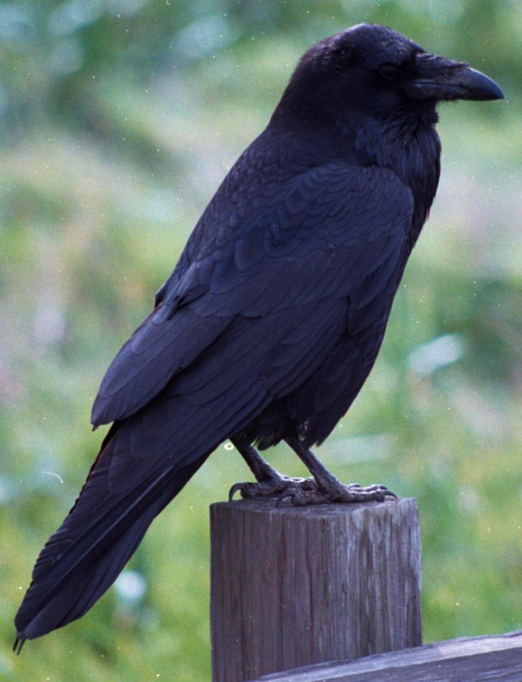 Raven photo