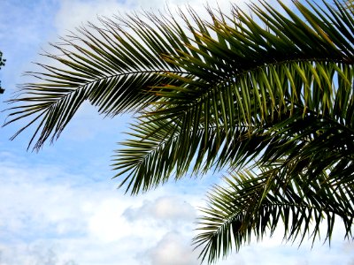 Green Palm Tree Under Blue Cloudy Sky During Daytime photo