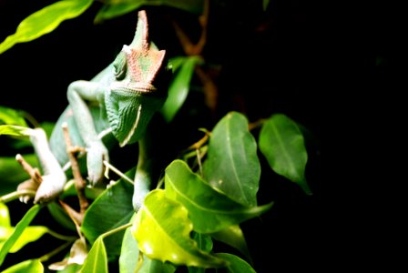 Green Brown Gecko