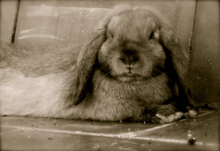 Blackwhite Chewy