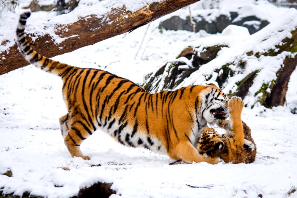 Siberian Tigers photo