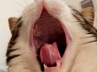 Yawn photo